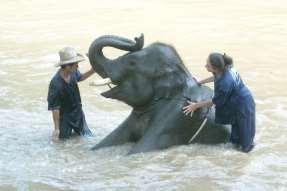 Elephant Bathing observe elephants bathing and have a chance to participate Elephant Riding learn basic commands
