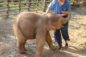 10. Thai Elephant Home Guests meet baby elephants Pros No elephant