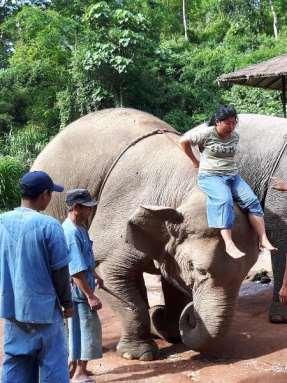 13. Anantara Golden Triangle Elephant Camp Pros No seated riding Large area and natural environment Associated with the Golden