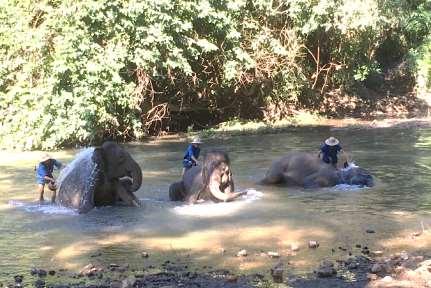 Elephant Experiences: Chiang Mai 1. Rantong Save & Rescue Elephant Center 2. Chiang Dao Elephant Training Center 3. Thai Elephant Care Center 4. Maesa Elephant Camp 5.