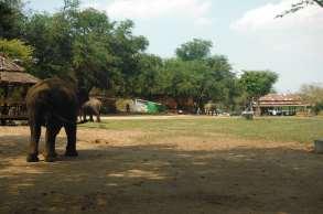 with several volunteer Care center for disabled, sick and elderly elephants Elephants have free time in the afternoons