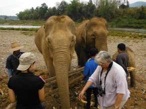 15. MandaLao Elephant Camp Luang Prabang, Laos Overview An intimate non-riding experience.
