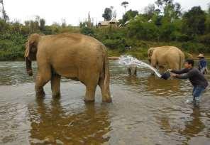 15. MandaLao Elephant Camp Luang Prabang, Laos Bathing after
