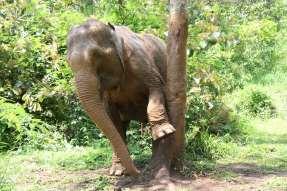 Key Information 10 elephants 1,500 hectares (3,706 acres) Work with Wildlife Conservation Society (WCS) in protection of forests and