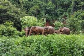 16. Elephant Valley Project - Mondulkiri, Cambodia Elephants roam freely Pros No elephant shows
