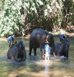 2. Chiang Dao Elephant Training Center Overview This elephant camp is located along the scenic Ping River where guests can experience trekking by elephant back