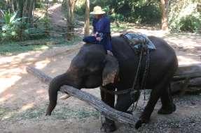 Key Information 10 elephants Large area of land by a forest and river Founded in 1969 Located in Chiang Mai Experiences Available Elephant Show a 20-minute show