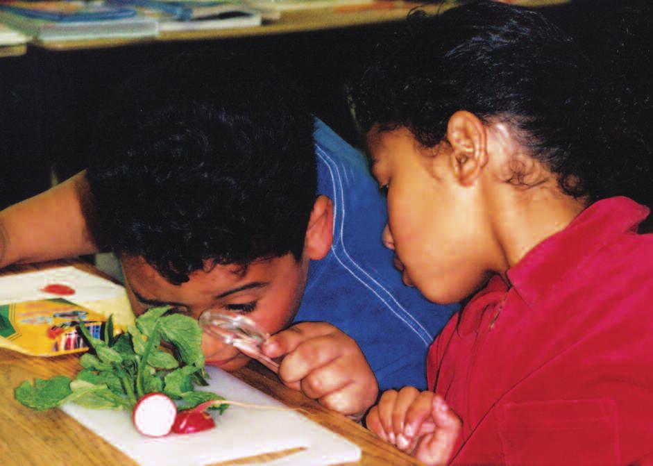 6. As you circulate among the students, draw the children s attention to the tiny root hairs coming off the bottom of the radish. Ask, How long are the root hairs?