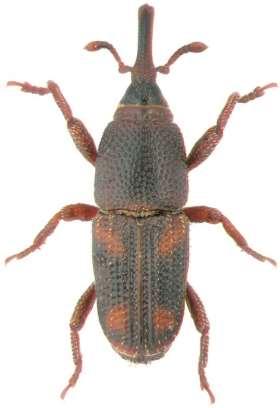 The beetle or beetles has been successfully identified by scientists as the following: Sitophilus Oryzae (Rice Weevil) and Sitophilus Granarius (Wheat Weevil).