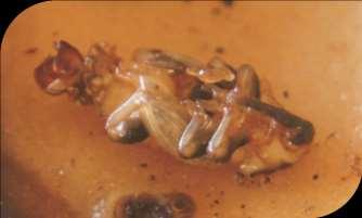 LARVAE Larvae in