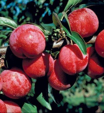 Gooseberry Prunus Tecumseh Height: 1.