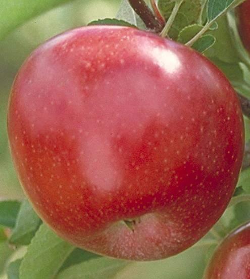Width: 4m (13 ) Fall Red Apple