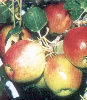 Malus species  Goodland Apple