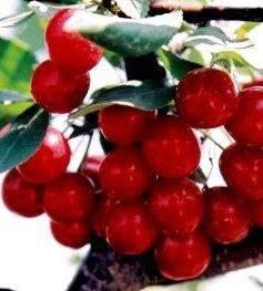 Carmine Jewel Cherry Prunus
