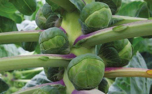 maturing variety. It produces a medium-tall plant with close spacing of smooth, small-to-medium size sprouts. Harvest can be done by hand or mechanically in the fall.