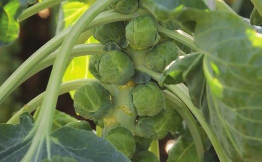 Dark sprout with a mild taste Sturdy plant with good cylindrical setting and field holding High-yielding variety with good shelf-life Cryptus Cryptus is a medium-late clubroot resistant variety for