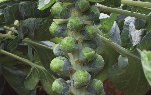 Large to very large, dark sprouts Good plant uniformity and field-standing ability Easy growing variety with long growing