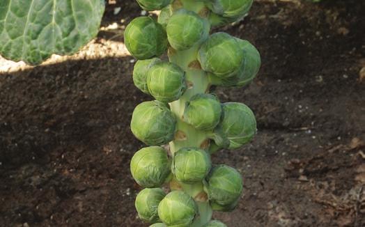 plant. An early-maturing variety known for its classic taste, this sprout is ideal for the fresh market.