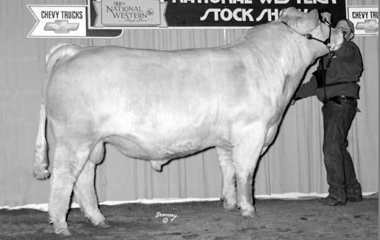 8 37 63 4 7.2 22 1.1 Check out the pedigree of this young herd sire prospect. A son of the breed leader Wyoming Wind out of a carcass great Grid Maker daughter.