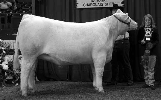1 The 0626 x Wyoming Wind cross has produced many great daughters for Three Trees. They were the high sellers in past production sales. "907" will compete in the show ring and pasture. Balanced EPD's.
