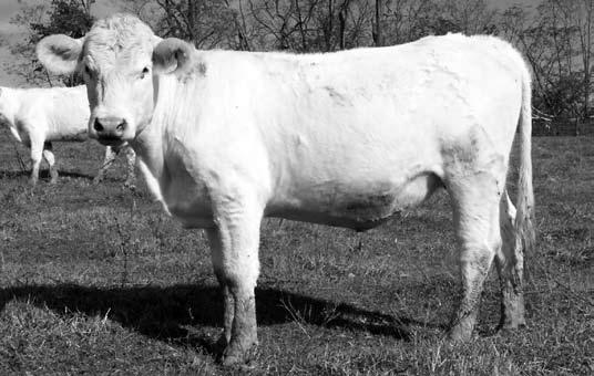 Lot 26 Lot 29 Bred Females Lots 23-30 Pairs/Breds Lots 31-34 Impressive Cow Girl has been a favorite at Millstone since birth. She is extra thick, strong topped.