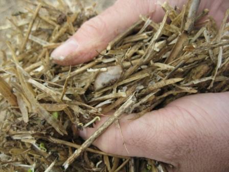 Slug Straw mulch provides moist
