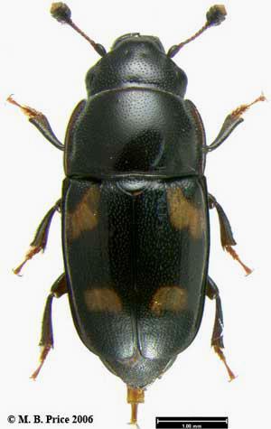 Sap Beetles