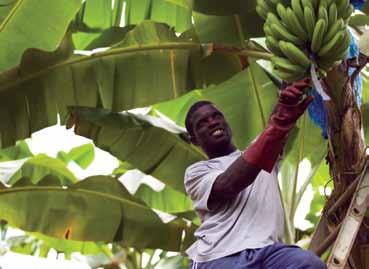 And because they re Fairtrade, we know the farmers got a better deal. Farmer 3: We work together to grow our bananas. Farmer 4: We share what we know and we help each other.