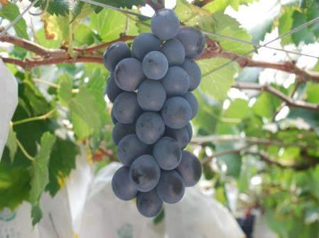 High quality Kyoho grapes 1.