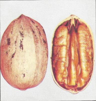 For a larger yield, cross pollinate with another pecan variety. Choctaw ripens in late fall. CURTIS This pecan is recommended for Florida and other coastal areas. Size medium.