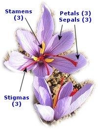 Crocus sativus The name saffron derives from the Arabic