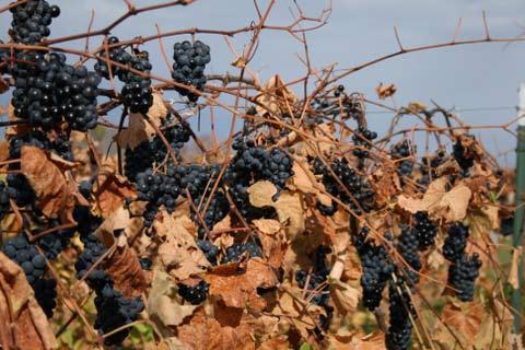 Overall, most growers and winemakers are pleased with the quality of this year s crop, especially given some of the challenges of the season.