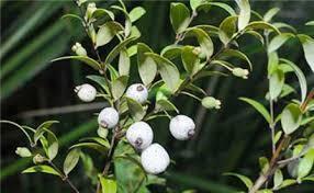 3. Midyim Berry Austromyrtus dulcis Low shrub 30 cm x 1 m Grows in the shade behind sand dunes or in