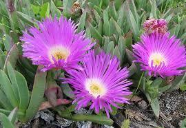 Pigface Jandai Name Bubbracowie Gum from leaves used for pain relief from bluebottle sings and stinging