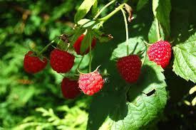 1. Native Raspberry Rubus moluccanus Shrub or ground covered which is covered in prickles with hairy leaves Flowers are white or red