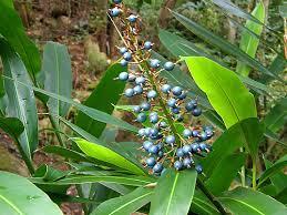 water and drink the infusion to help calm an upset stomach 2. Native Ginger AbBlpinia caerulea Grows to about 1.