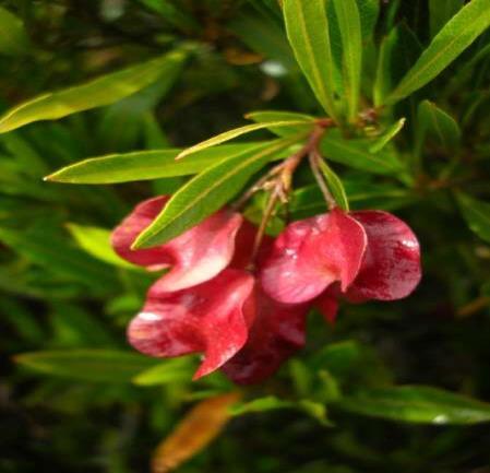 3. Hop Bush Dodonaea viscosa Jandai Name Kin-gin-ya Shrub which grows to about 4 m and has sticky leaves Flowers and fruits in winter and early spring Leaves