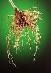 Development of root-knot nematode resistant pepper varieties