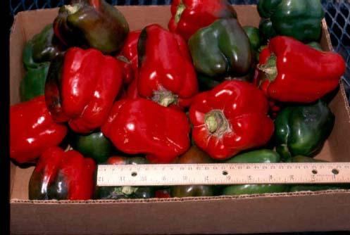 Bell Pepper Cultivar Releases Carolina Wonder, a