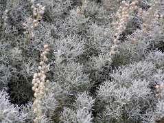 10 Artemisia versicolor Sea Foam Sage This is a low growing shrub with lacey silver foliage.