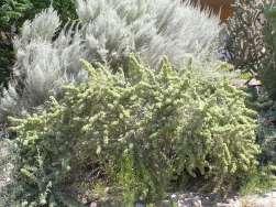 Artemisia versicolor Sea Foam Sage Ht: 12-18 Mature Spread: 2-3 Shape: Round Flower Color: