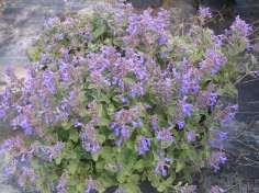 Nepeta mussini Catmint This is a medium sized perennial with gray green leaves and soft blue flowers. It likes to spread out.