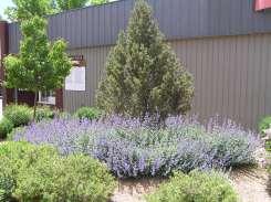 perennial with gray green leaves and lavender flowers.