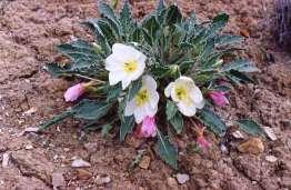 101 Oenothera caespitosa Evening Primrose This is fantastic low growing perennial the rosettes have silver wooly leaves and white flowers. It blooms all summer.