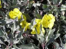 102 Oenothera macrocarpa Silver Blade Silver Blade Primrose This is a low growing perennial with sliver leaf blades and
