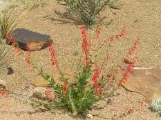 Penstemon digitalis Huskers Red Ht: 1-2 Mature Spread: 1-2 Flower Color: White Medium to Penstemon eatoni Fire