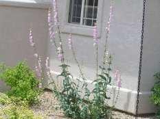 105 Penstemon grandiflorus Shell Leaf Penstemon This is a tall robust perennial with blue green leaves and large pink flowers.