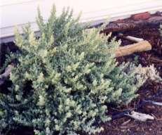 11 Atriplex confertifolia Shadscale Saltbrush This is a mounding evergreen shrub