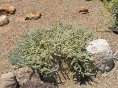 growing shrub  It is excellent as a ground cover in extremely arid conditions.