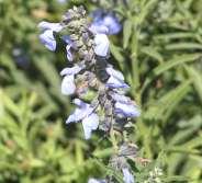 Salvia azure grandiflora Blue Pitcher Sage This is a tall robust, fragrant perennial with sky blue flowers in fall.
